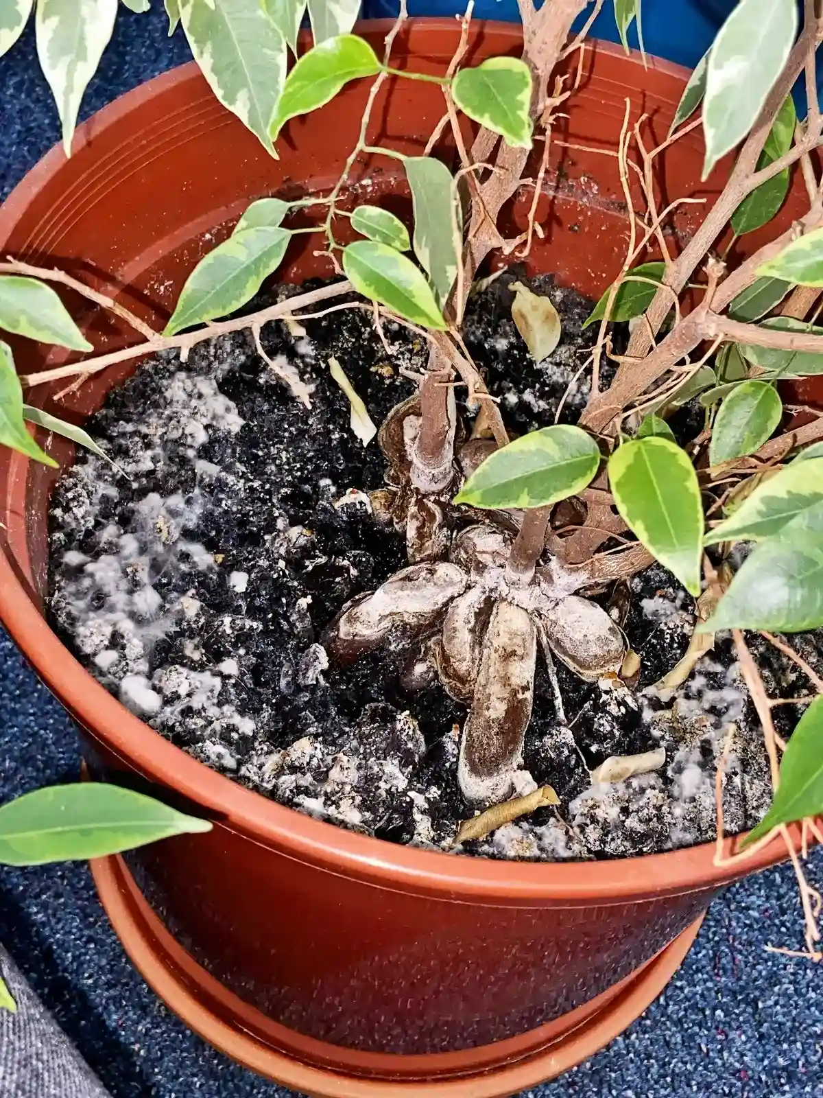 schimmel auf der blumenerde beseitigen mit natuerlichem mittel reditt