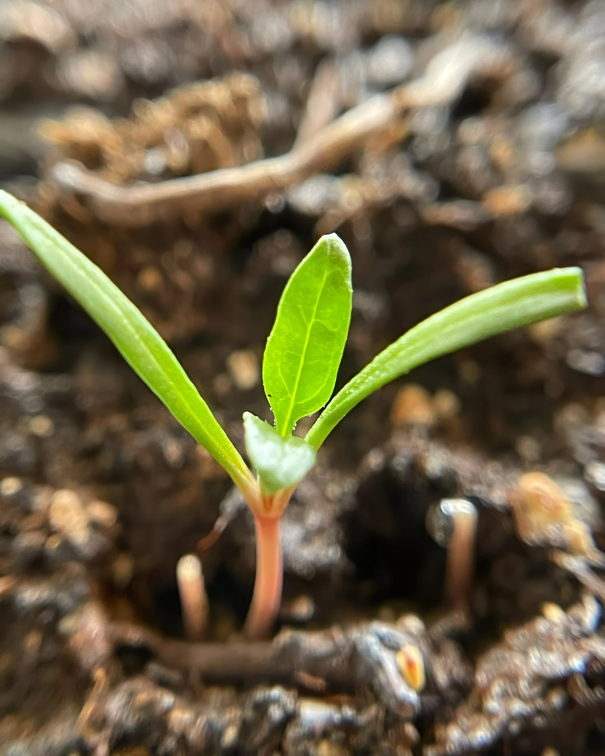 sterilisierte erde fuer samen anzuchtserde rezeot organisch fromdreamtoseed