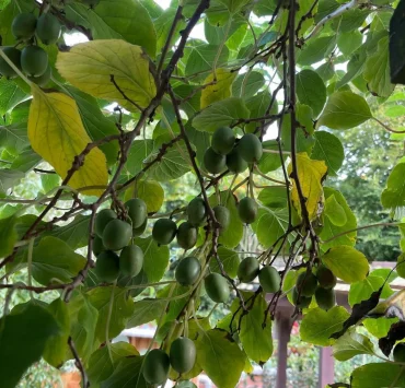 wie mini kiwis richtig pflegen im garten