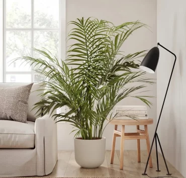 zimmerpflanzen areca palmen groß im wohnzimmer