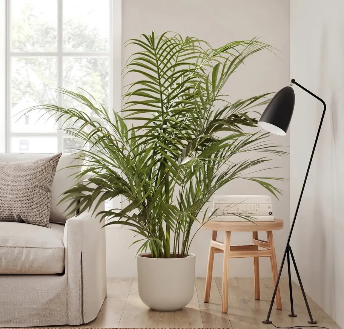 zimmerpflanzen areca palmen groß im wohnzimmer