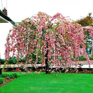 cheals weeping cherry blossom tree kiku shidare zakura