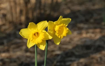 narzissen im garten pflegen gelb