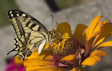 schmetterling auf gelber zinnie garten