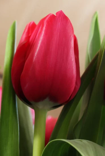 tulpe blühender frühlingsgarten blumenzwiebeln