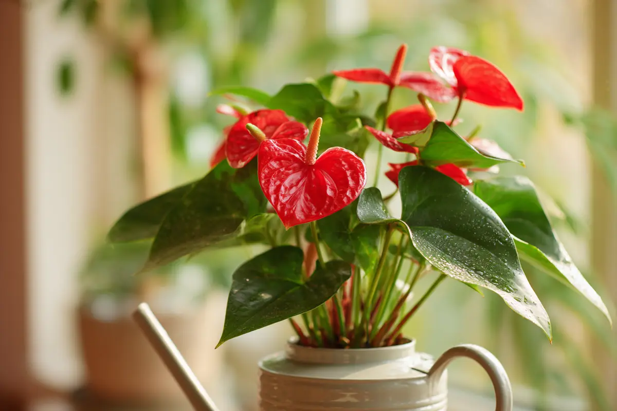 1 teelyffel davon ins wasser ihr anthurium blyht wie verryckt 2