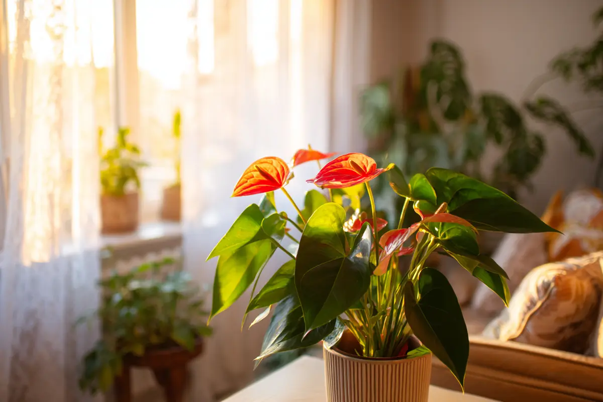 1 teelyffel davon ins wasser ihr anthurium blyht wie verryckt 3