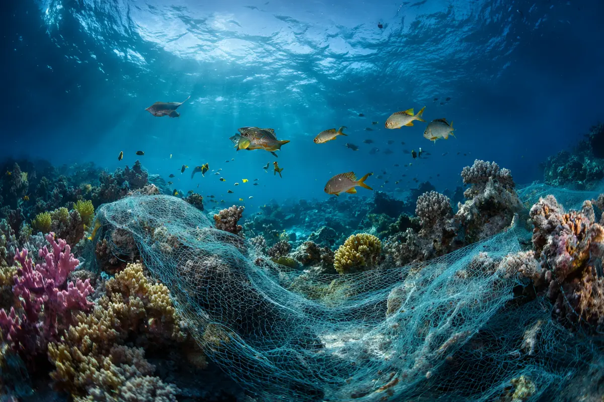 40 neue arten am meeresgrund eine verborgene welt entdeckt 3