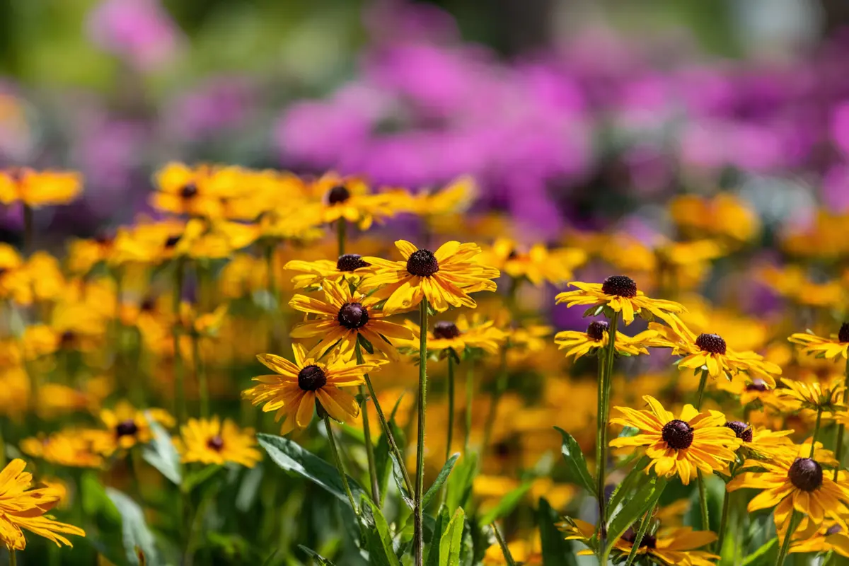 6 gartenblumen so blyhen sie im herbst ein zweites mal