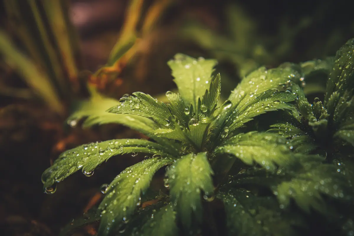 adieu cheveux blancs la science laffirme les inverser est possible 2