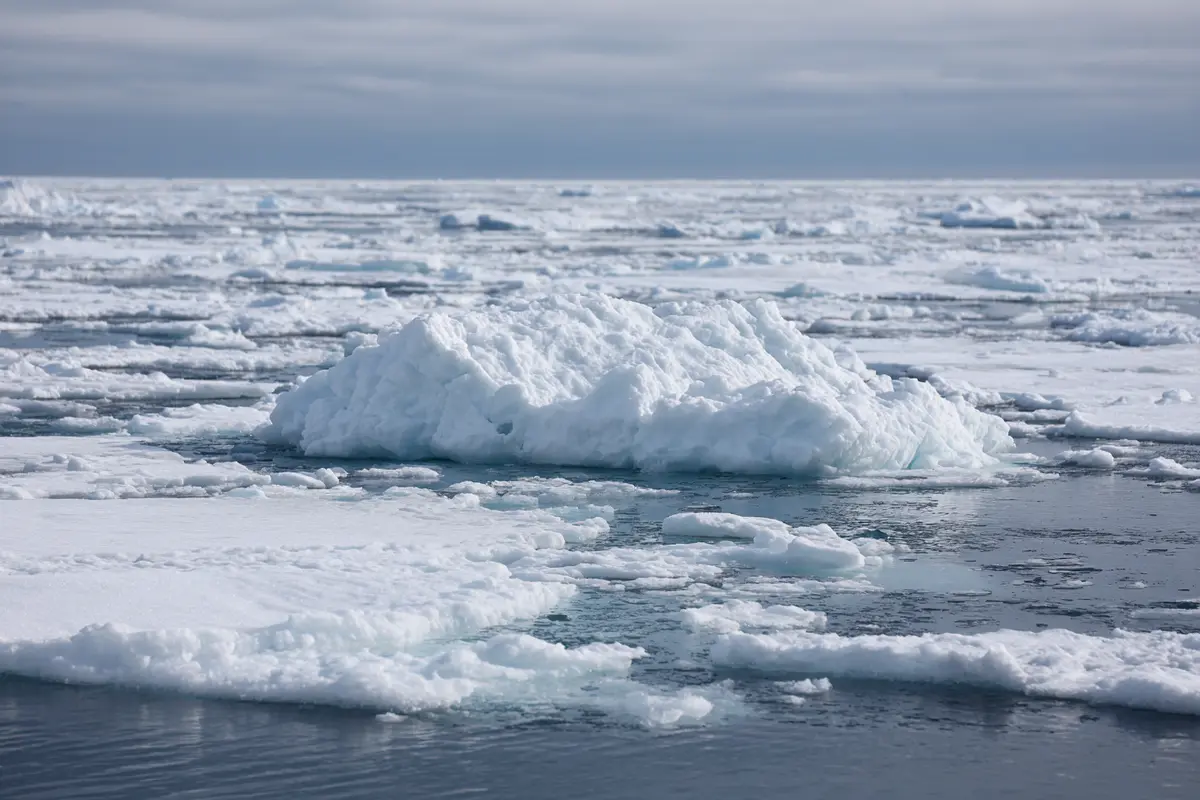 antarktis winzige algen heizen die eisschmelze an