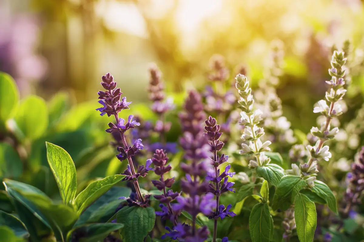 august schnitt diese 5 pflanzen jetzt unbedingt schneiden 2