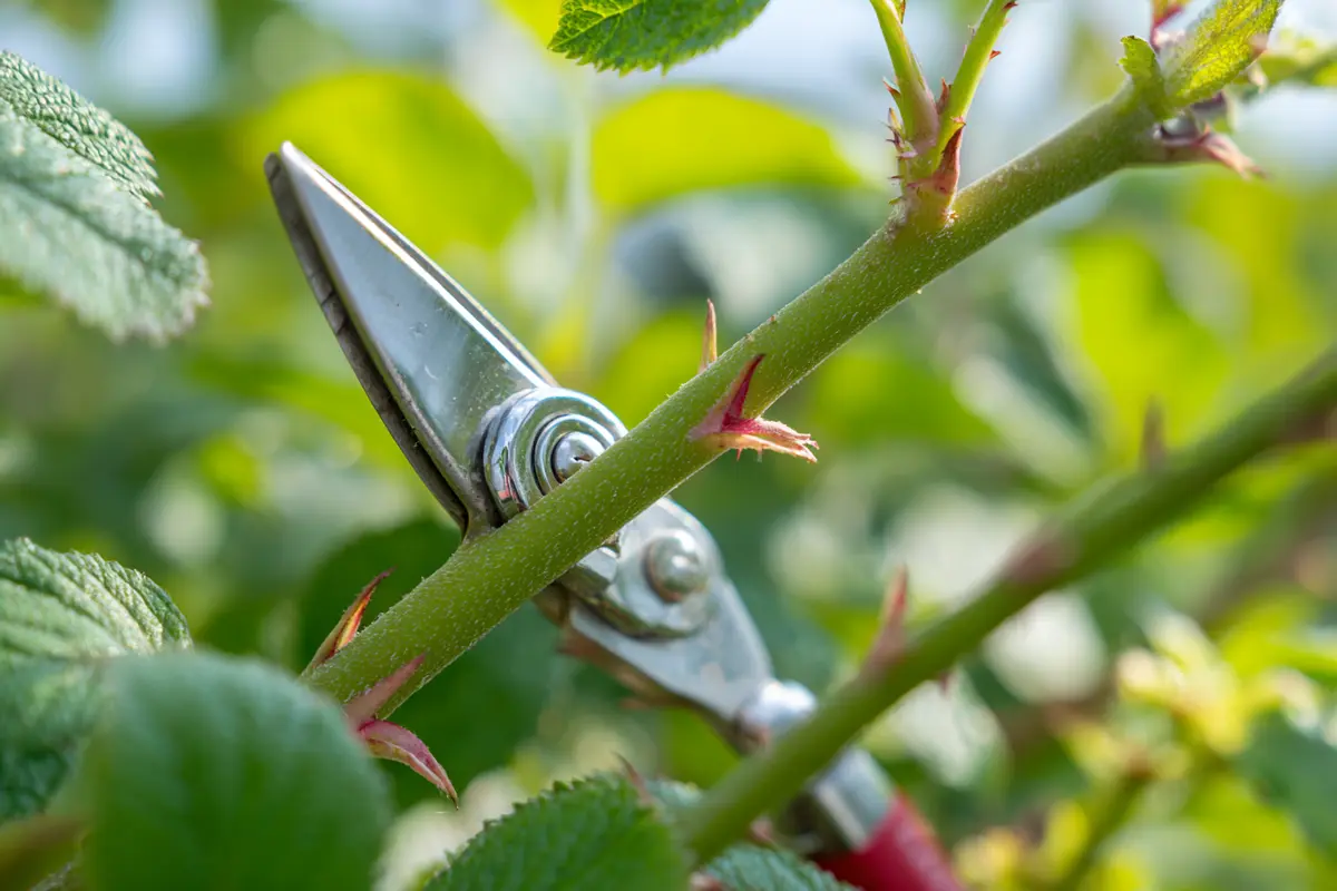 august schnitt diese 5 pflanzen jetzt unbedingt schneiden