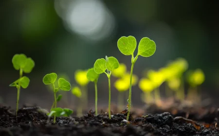 aussaat im august dieses gemyse gehyrt jetzt noch ins beet