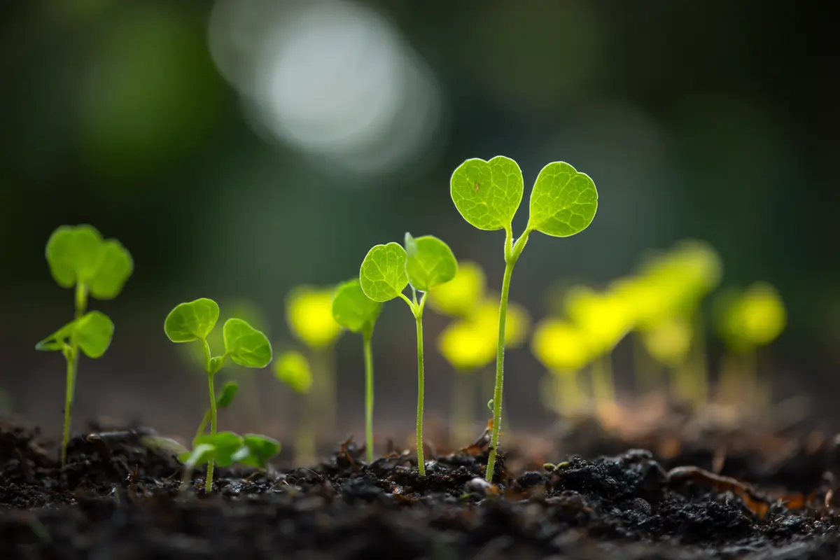 aussaat im august dieses gemyse gehyrt jetzt noch ins beet