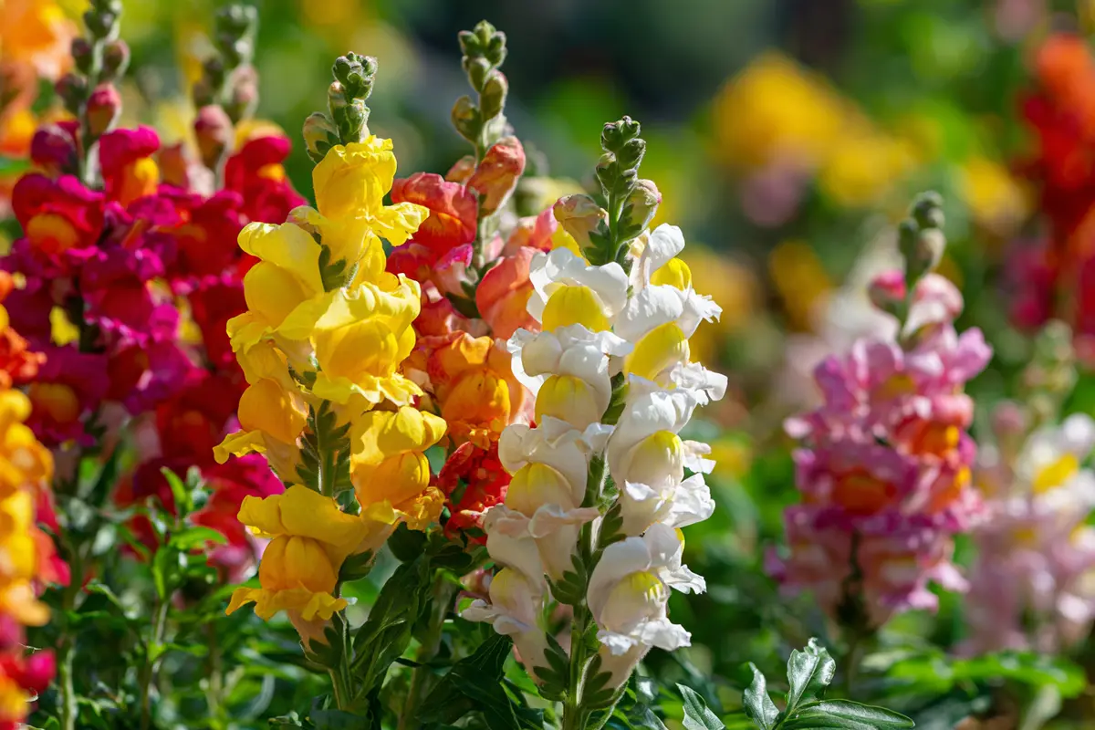 blyht bis zum frost diesen gyrtner liebling jetzt pflanzen 2