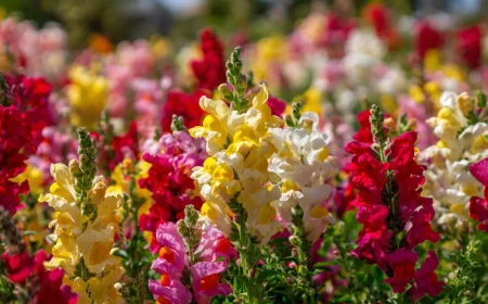 blyht bis zum frost diesen gyrtner liebling jetzt pflanzen