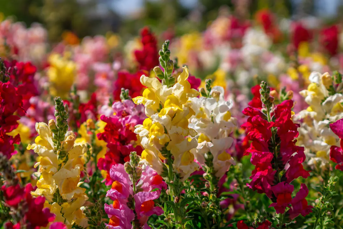 blyht bis zum frost diesen gyrtner liebling jetzt pflanzen