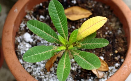 braune blattspitzen das ist der wahre grund laut experte