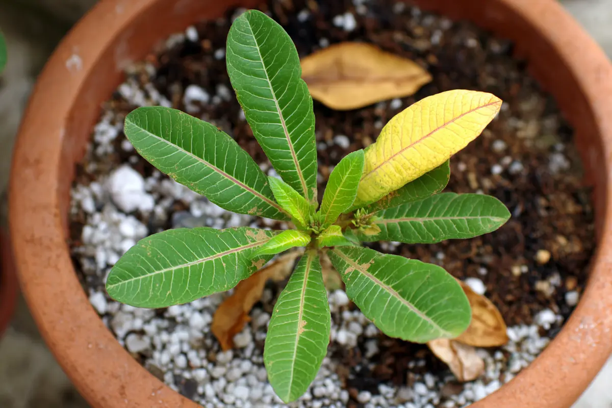 braune blattspitzen das ist der wahre grund laut experte