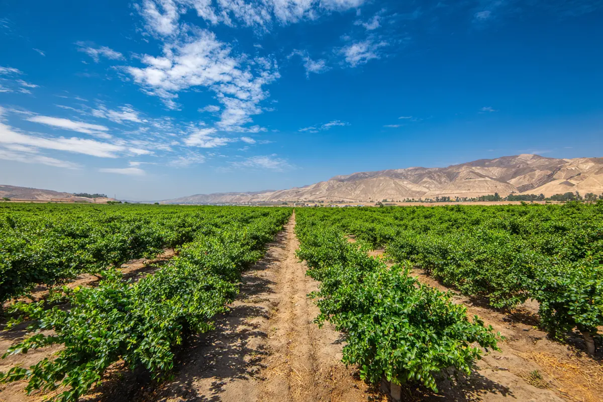 die schattenseiten des blaubeer booms was sie wissen sollten 2
