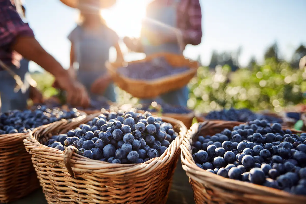 die schattenseiten des blaubeer booms was sie wissen sollten 3