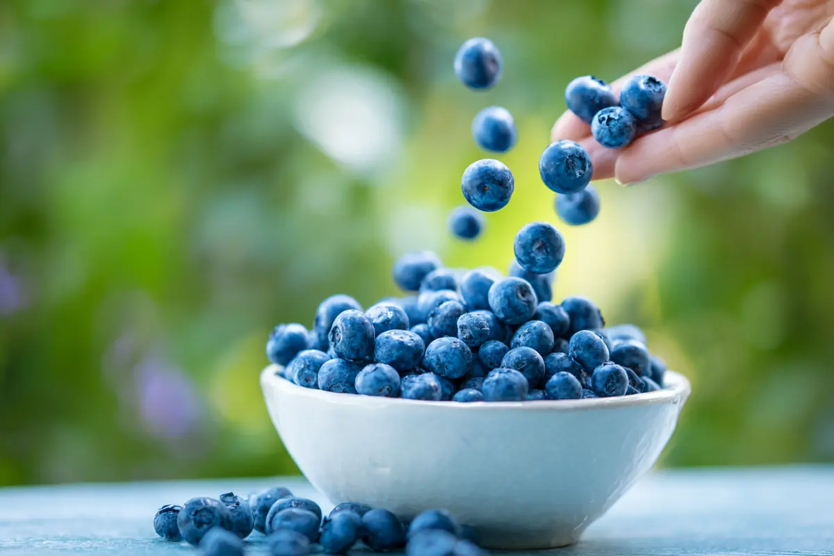 die schattenseiten des blaubeer booms was sie wissen sollten