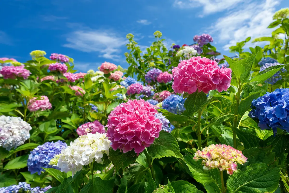 diese pflanze niemals ins haus stellen laut feng shui zieht sie unglyck an 2