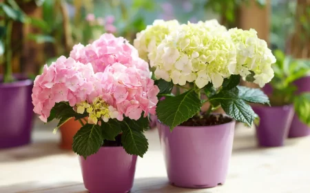 diese pflanze niemals ins haus stellen laut feng shui zieht sie unglyck an