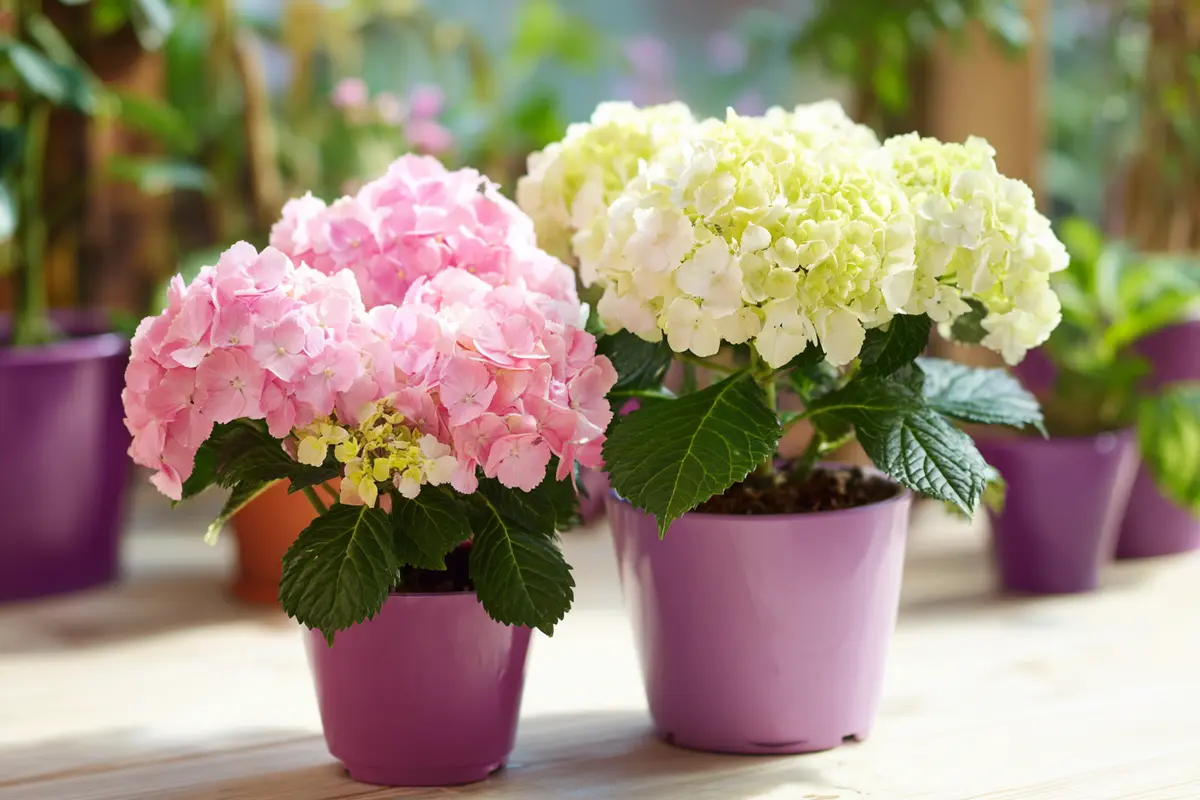 diese pflanze niemals ins haus stellen laut feng shui zieht sie unglyck an