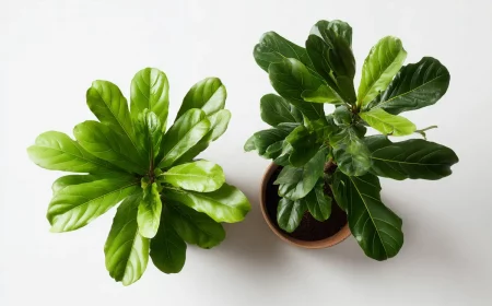 diese zimmerpflanze empfehlen experten ideal fyr dunkle ecken haustiere