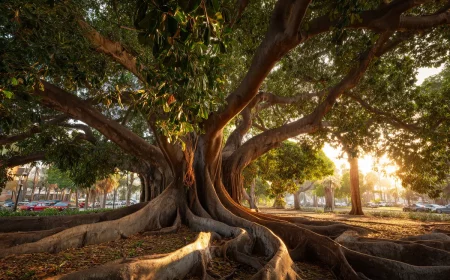dieser feigenbaum braucht 200 stytzen zum yberleben