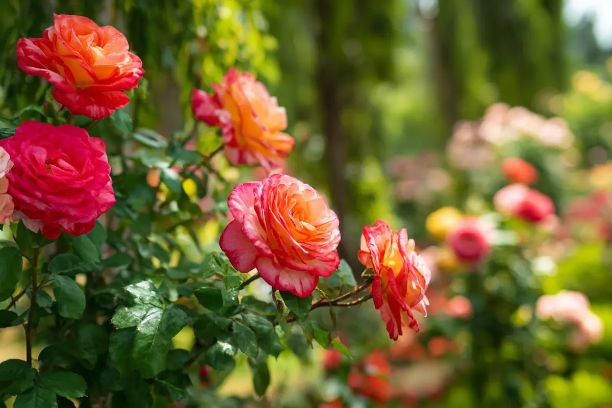 ein lyffel dieses hausmittels schytzt rosen vor pilzbefall 3