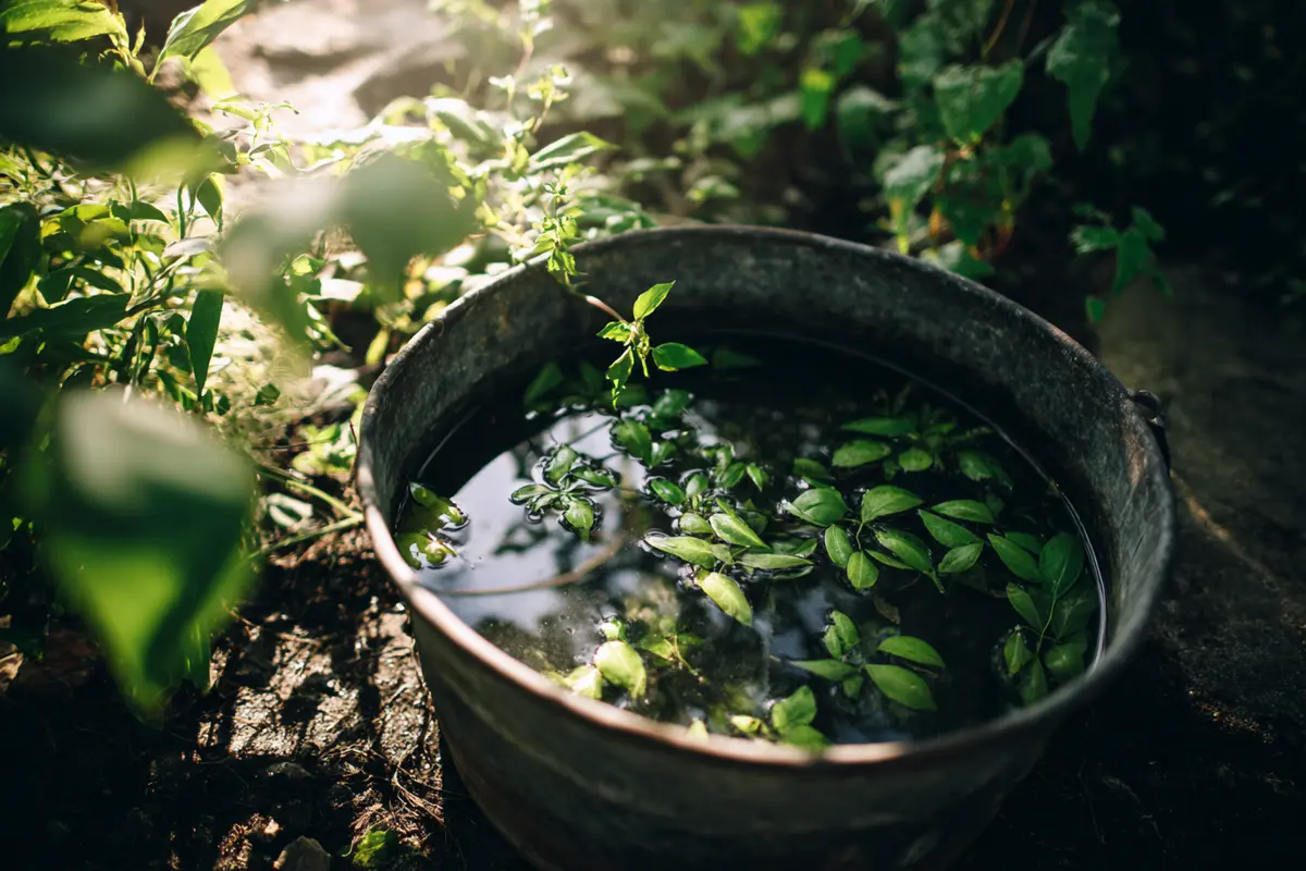 einfacher gehts nicht die beste falle fyr dickmaulryssler 2