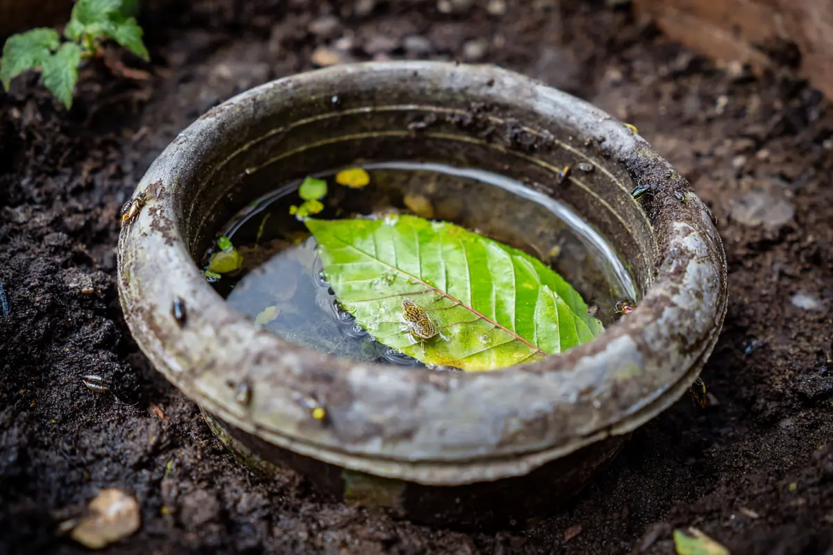 einfacher gehts nicht eine falle fyr dickmaulryssler bauen 2