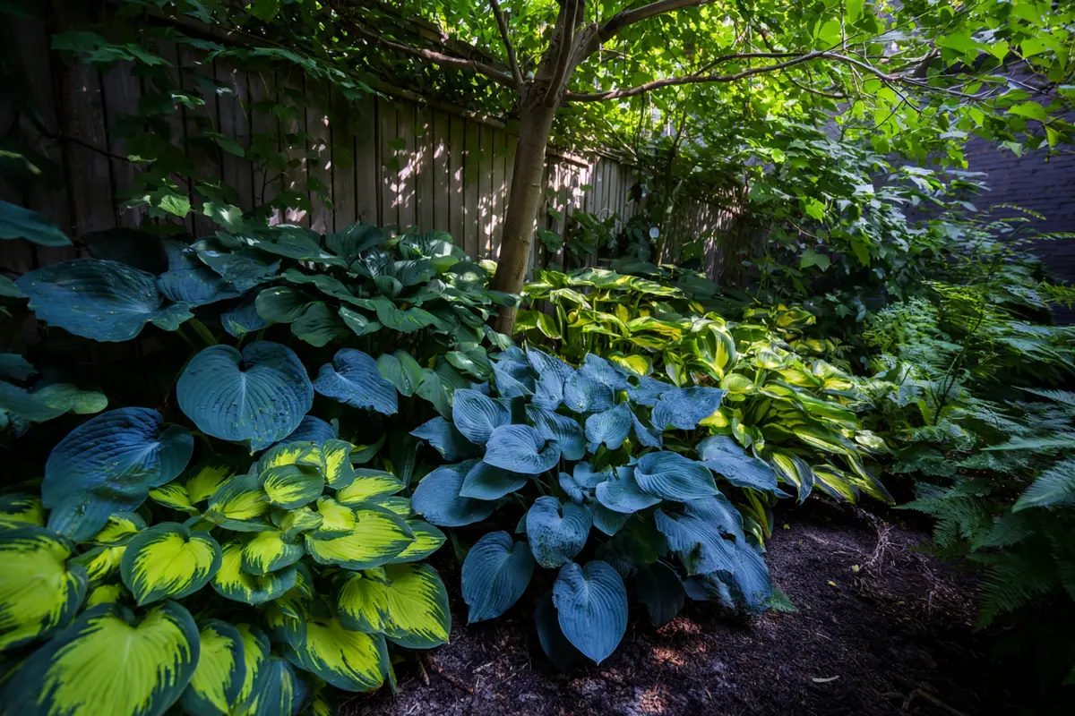 garten geheimtipp darum sind funkien im schatten unschlagbar 2