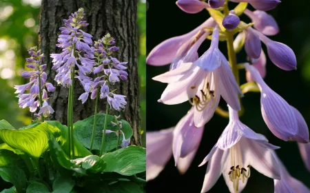 garten geheimtipp darum sind funkien im schatten unschlagbar
