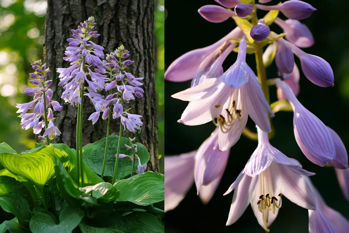 garten geheimtipp darum sind funkien im schatten unschlagbar