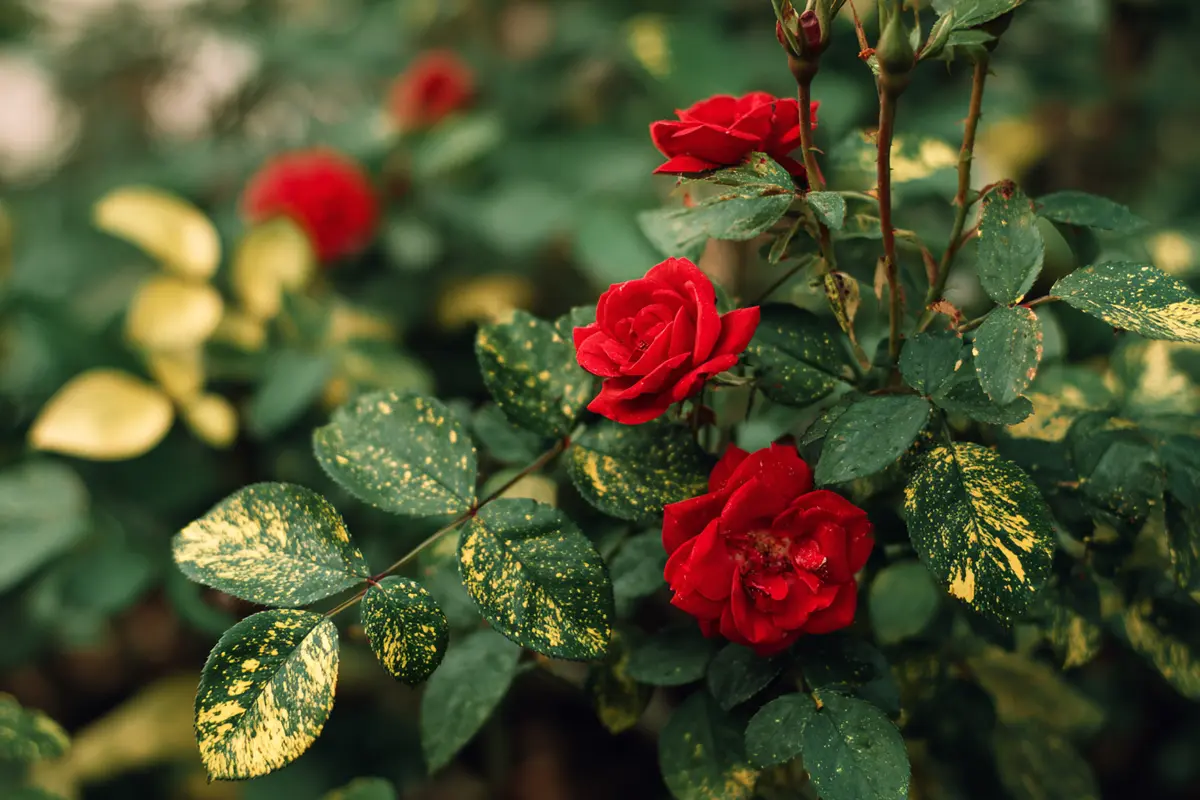 gelbe blytter an rosen vermeiden sie diesen hyufigen fehler