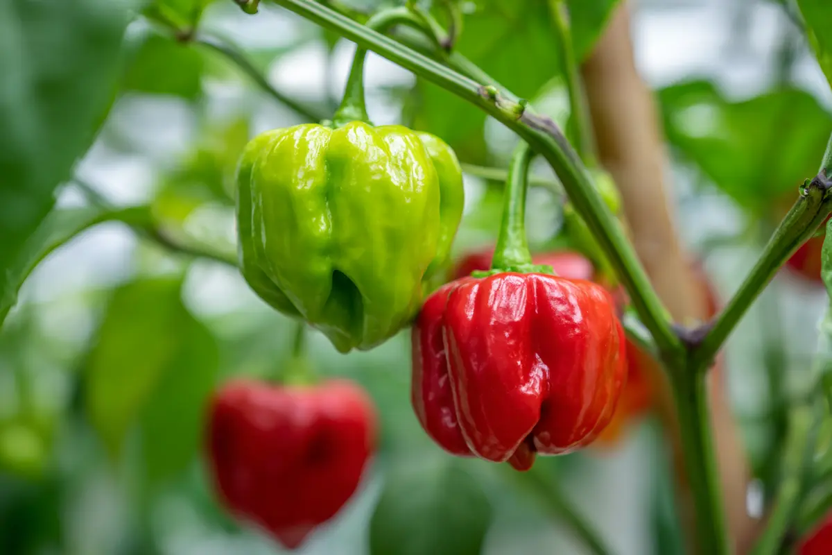 gieyen sie ihre paprika im august damit es reifen noch mehr frychte