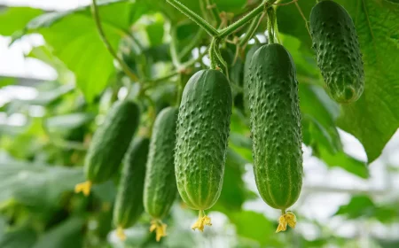 gurken im august pflanzen so klappt die spyte ernte noch