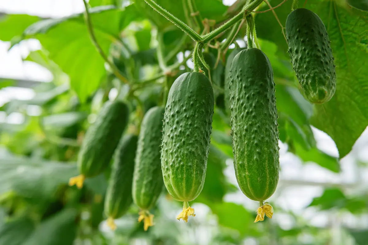 gurken im august pflanzen so klappt die spyte ernte noch