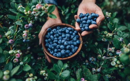 hyngen sie das yber blaubeeren vygel bleiben fern