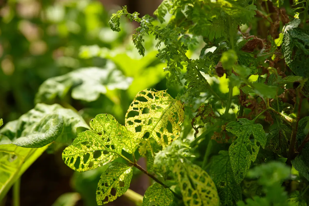 japankyfer hybsch aber eine gefahr fyr ihren garten 2