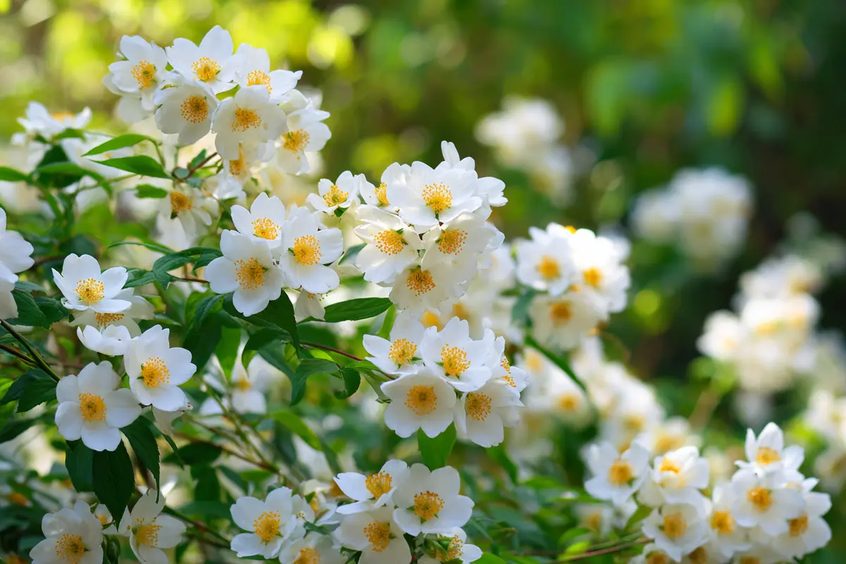 jasmin im topf so klappt es mit der duftendsten blyte