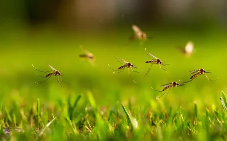 jyger trick effektiver als jedes myckenspray