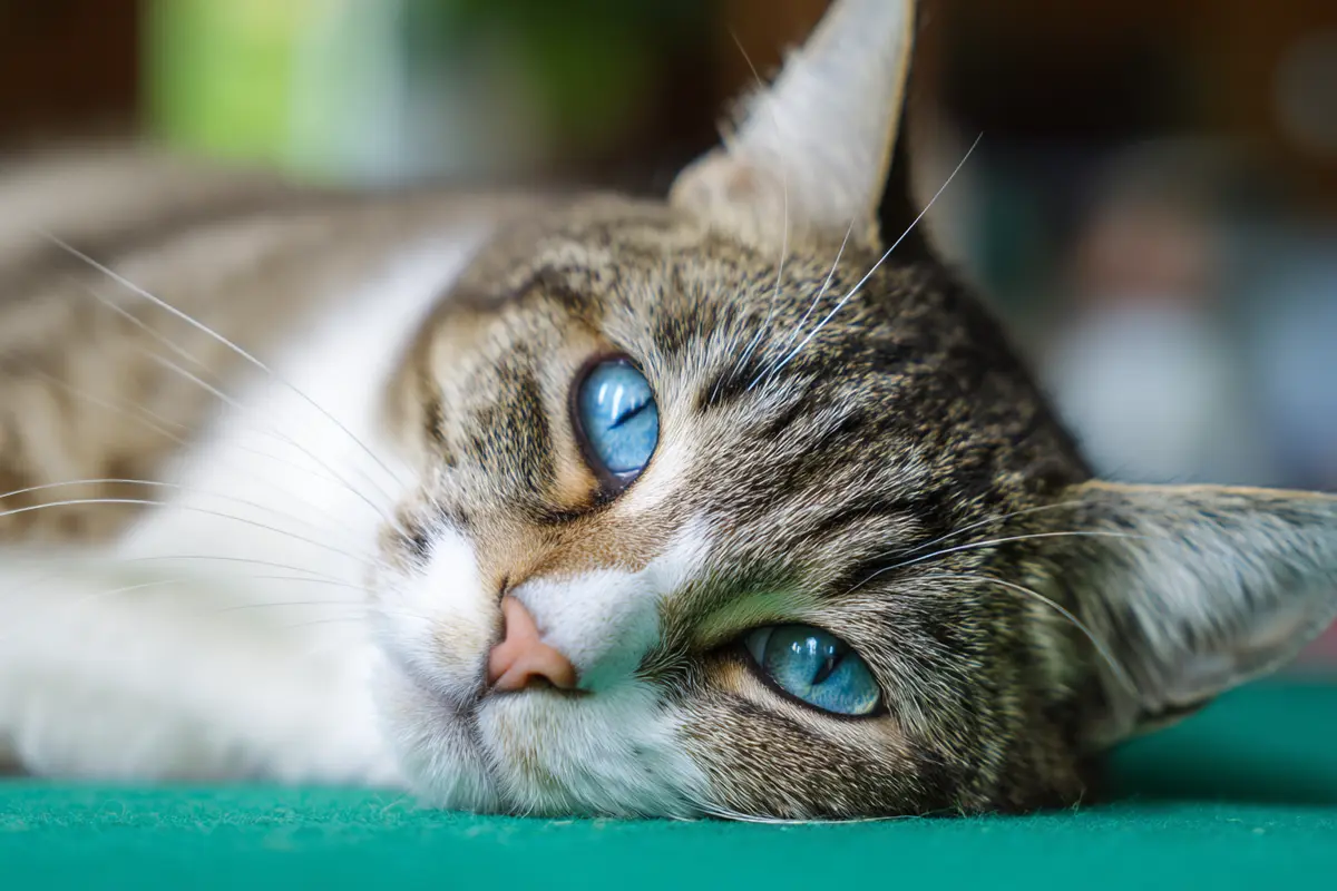 katzen abkyhlen die besten sofort tipps bei hitze