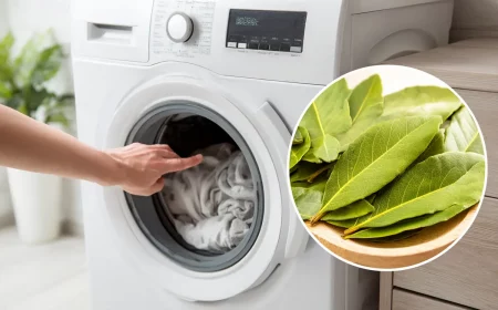 lorbeerblytter in die waschmaschine wozu ist das gut