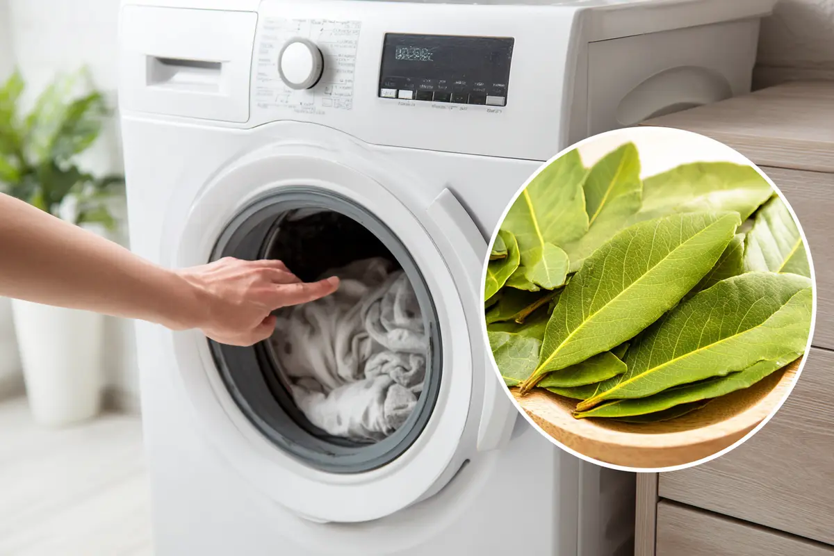 lorbeerblytter in die waschmaschine wozu ist das gut