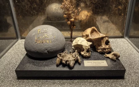 lucy und selam ythiopiens urahnen ausgestellt